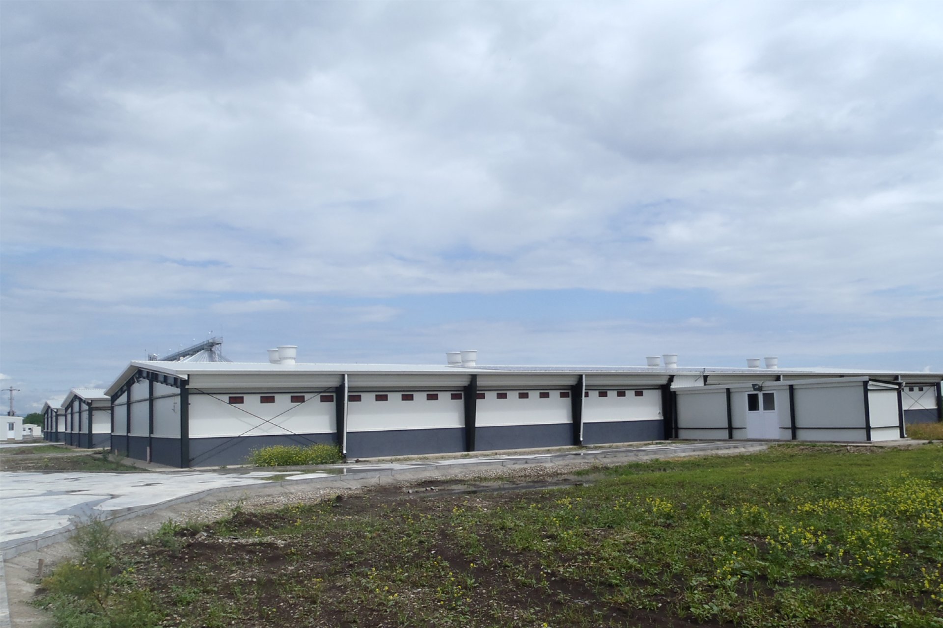 Agronicolescu - Complex de creșterea porcilor / Fermă reproducere suine